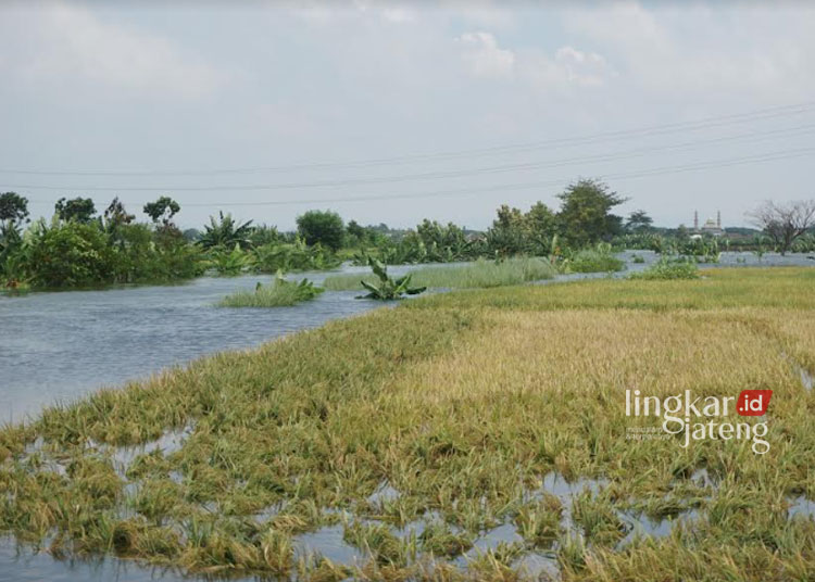 Gagal Panen Akibat Banjir, Petani di Demak Harap Bantuan Pemerintah