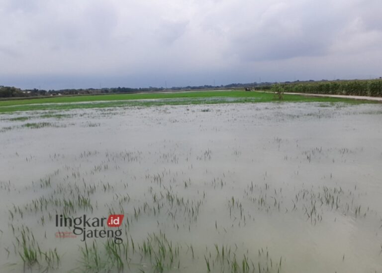 Banjir di Demak Rendam 1.000 Hektare Lahan Pertanian